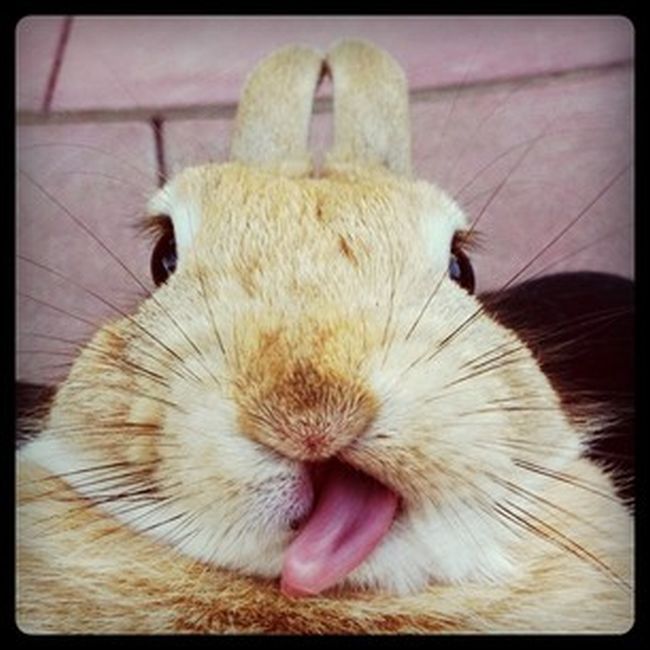 Photos Of Bunny Tongues 21 Pics 