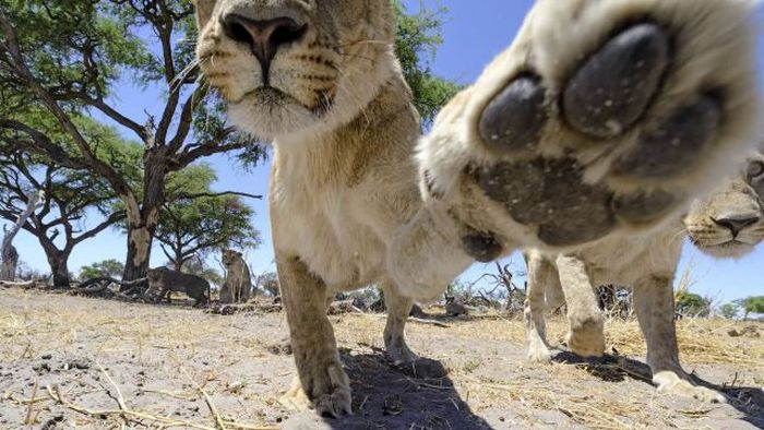 Lion Close-Up Photos (22 pics + video)