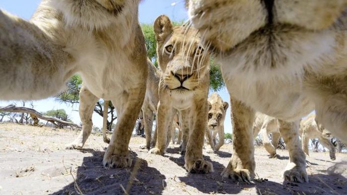 Lion Close-Up Photos (22 pics + video)