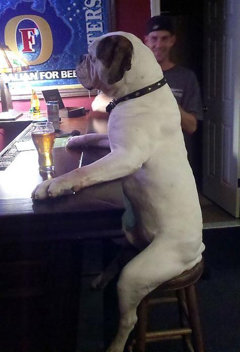 Funny Bar Photos (23 pics)