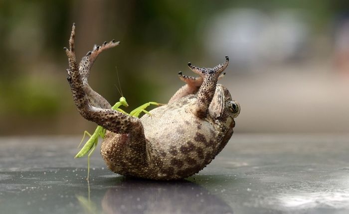 Toad Gets Tickled by a Praying Mantis (4 pics)