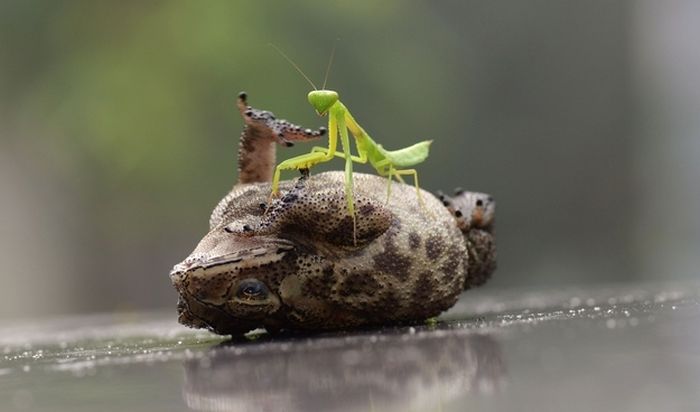 Toad Gets Tickled by a Praying Mantis (4 pics)