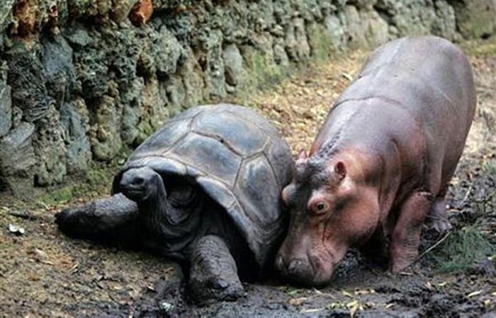 Orphan Hippo and His 130-Year-Old Friend (8 pics)