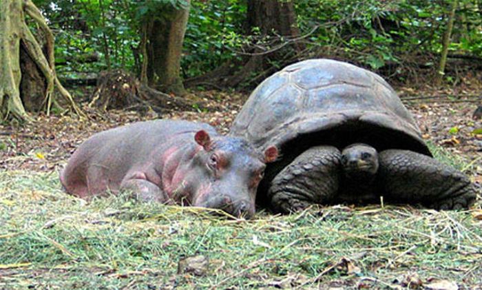Orphan Hippo and His 130-Year-Old Friend (8 pics)