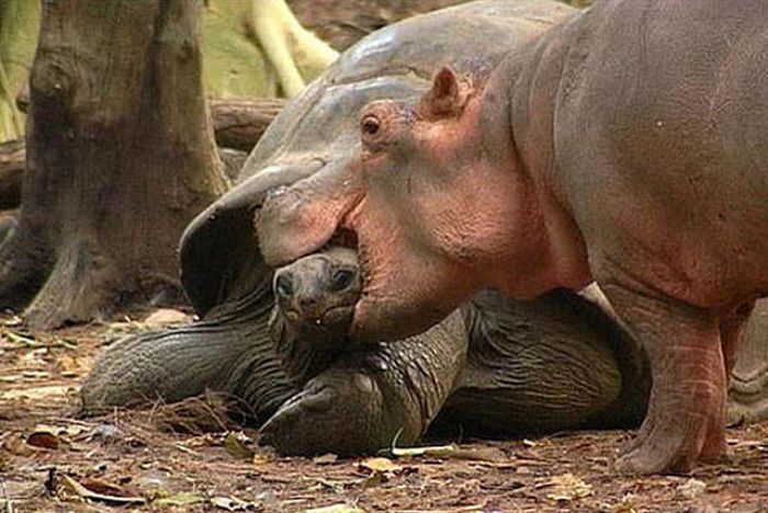 Orphan Hippo and His 130-Year-Old Friend (8 pics)