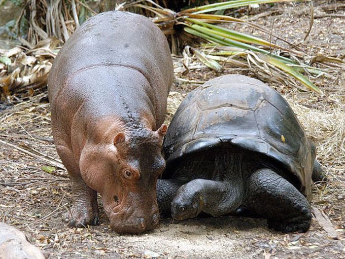 Orphan Hippo and His 130-Year-Old Friend (8 pics)