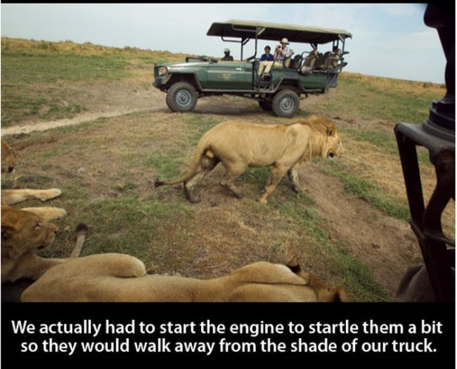 There’s No Sport in Killing Lions (14 pics)
