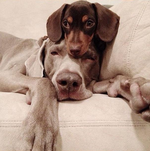 Two Dogs Fooling Around (12 pics)