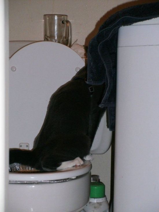 How to Teach Your Cat to Poop in the Toilet (6 pics)
