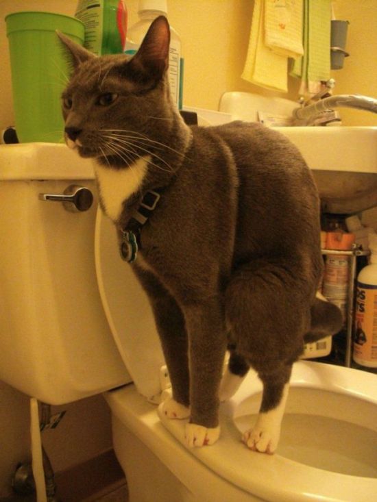 How to Teach Your Cat to Poop in the Toilet (6 pics)