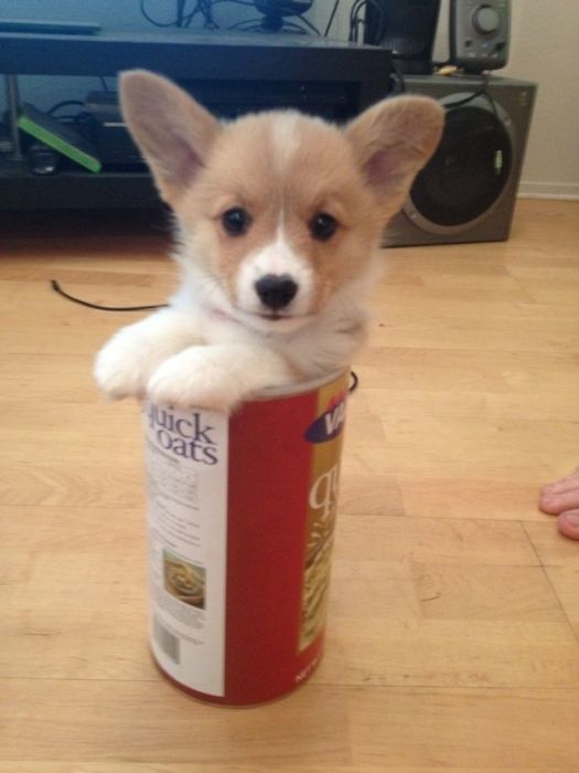Cute Photos (30 pics)