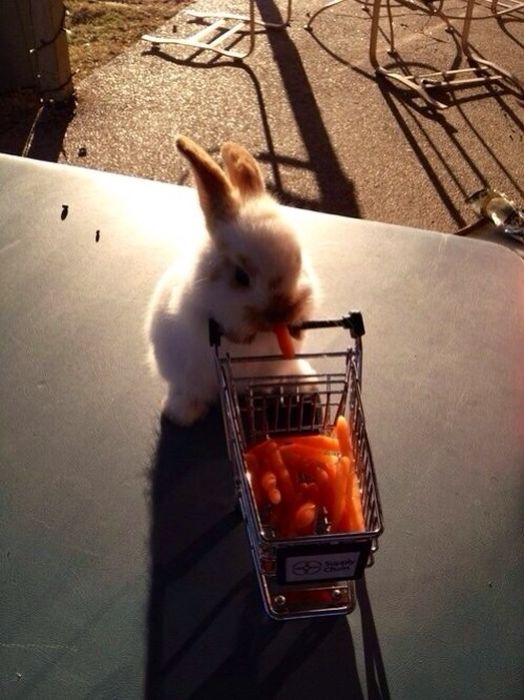 Cute Photos (30 pics)