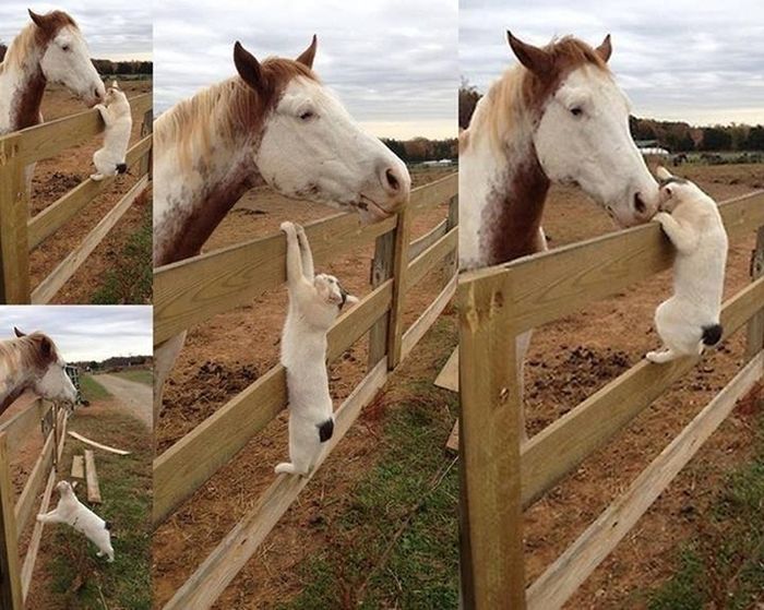 Cute Photos (30 pics)
