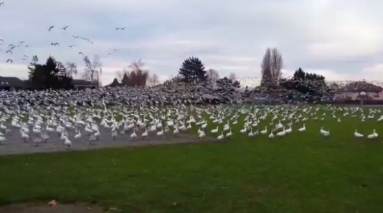 Thousands of Birds Flying Away