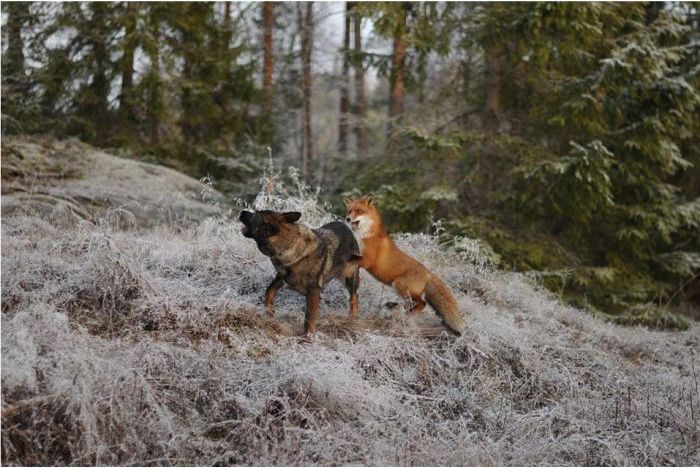 Fox and Dog (10 pics)