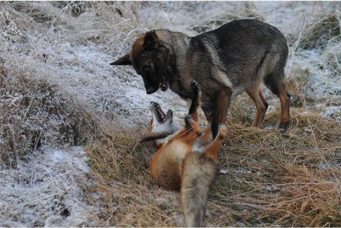 Fox and Dog (10 pics)