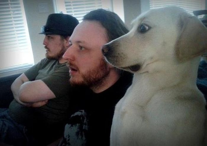 The Most Awkward Dog Photos of the Year (39 pics)