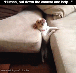 The Most Awkward Dog Photos of the Year (39 pics)