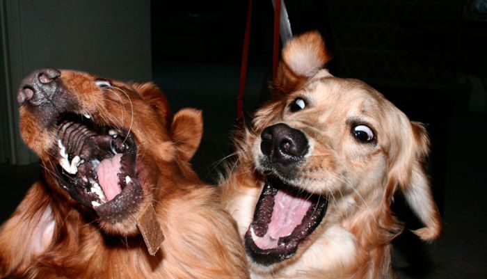 Acid Picdump (129 pics)