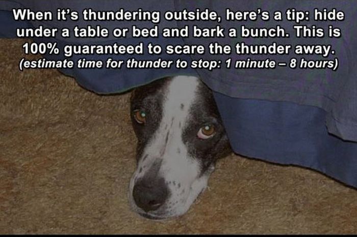 Life Hacks for Dogs (8 pics)