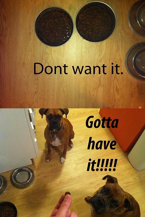 True Pictures About Dogs (42 pics)