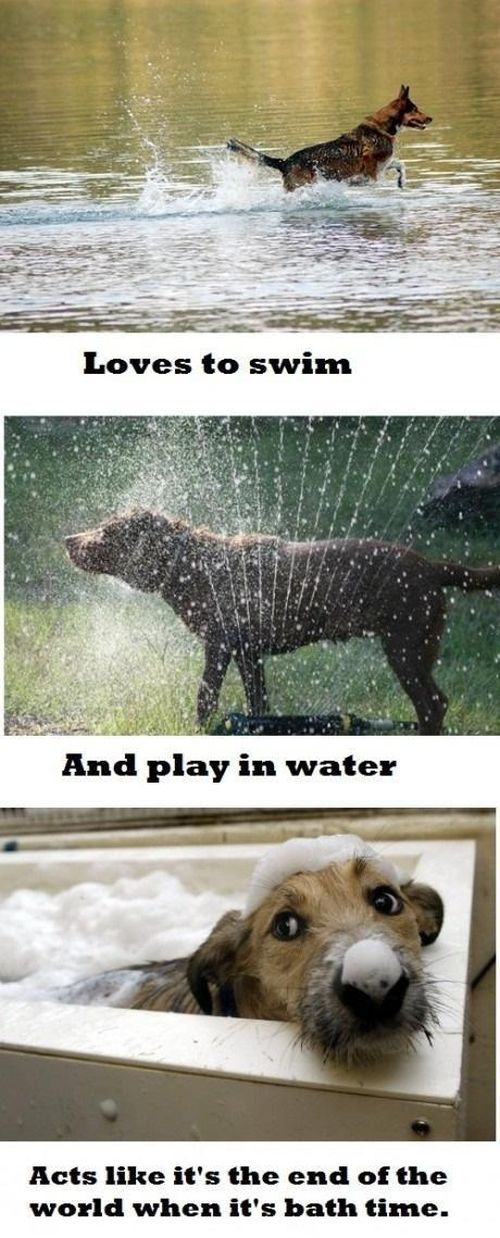 True Pictures About Dogs (42 pics)