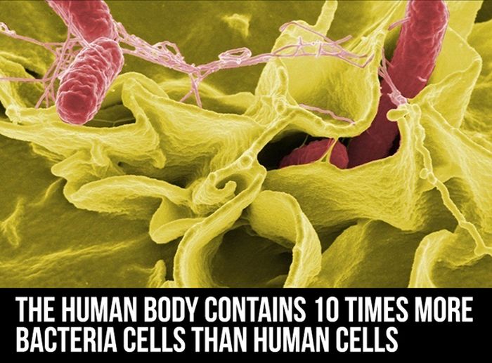 Facts About The Human Body (24 pics)