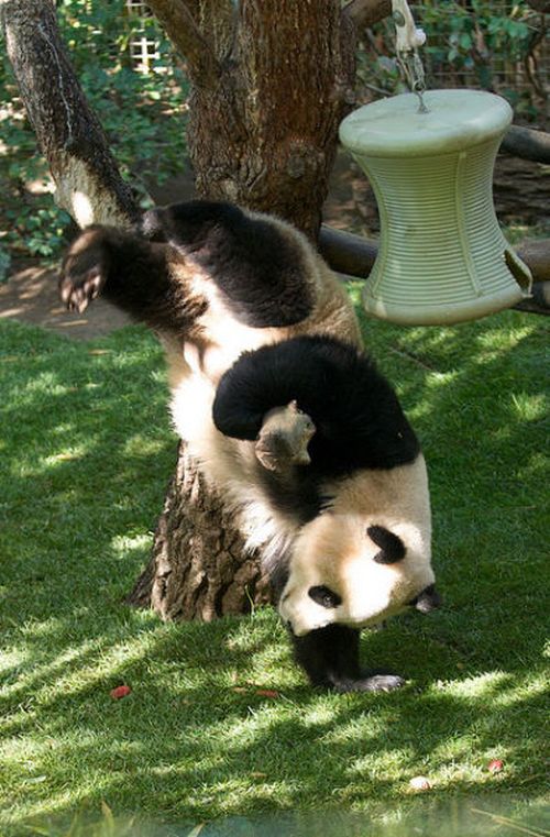 Everybody Was Kung Fu Fighting (34 pics)