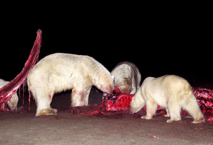 Bloody Polar Bears (21 pics)