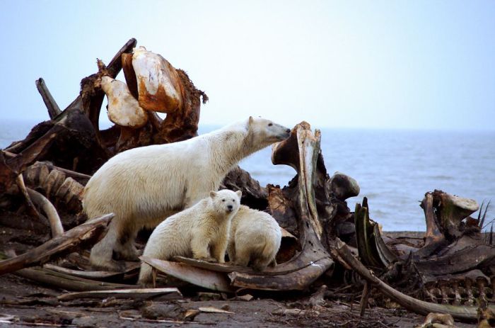Bloody Polar Bears (21 pics)