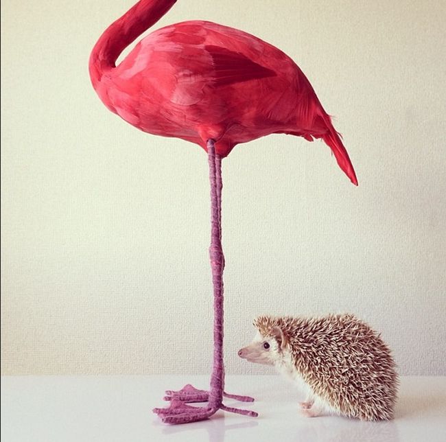 Darcy The Flying Hedgehog (40 pics)