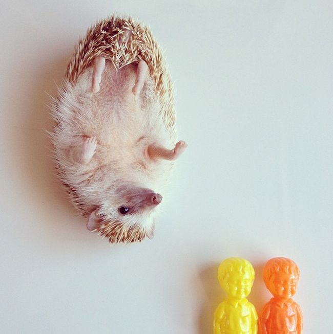 Darcy The Flying Hedgehog (40 pics)