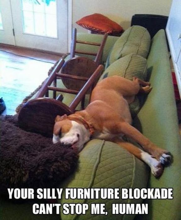 Funny Dog Pictures (42 pics)