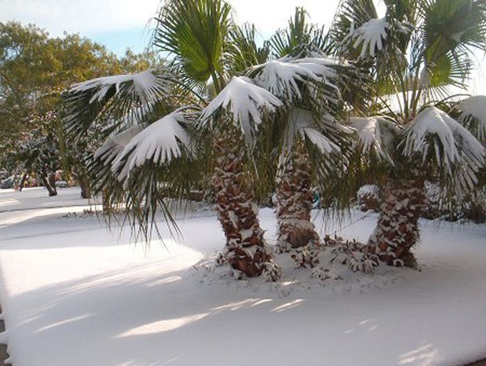 Snow in Egypt (27 pics)