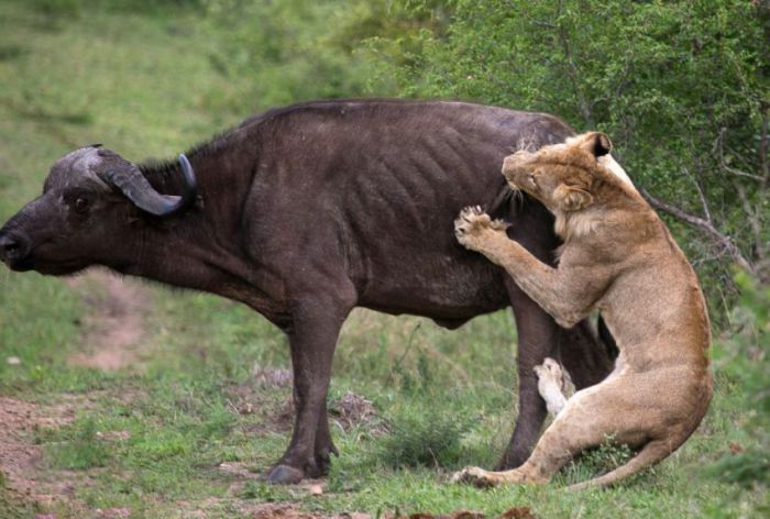 Lion vs Buffalo (12 pics)
