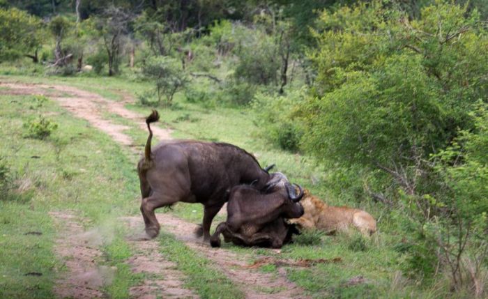 Lion vs Buffalo (12 pics)