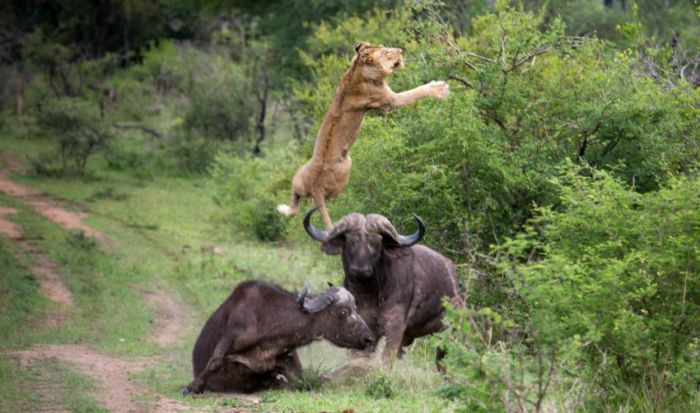 Lion vs Buffalo (12 pics)