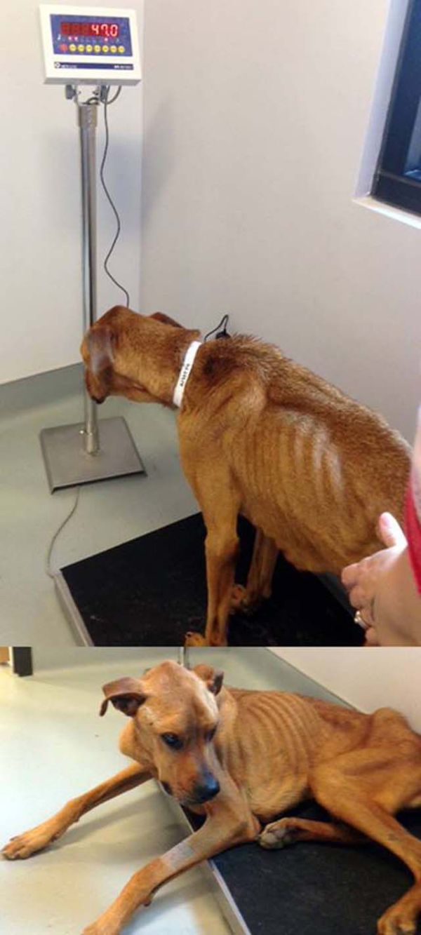 Another Dog Rescued. Great Job (10 pics)