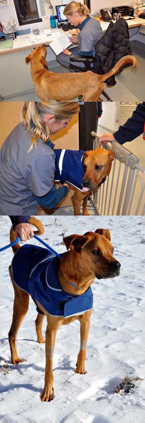 Another Dog Rescued. Great Job (10 pics)