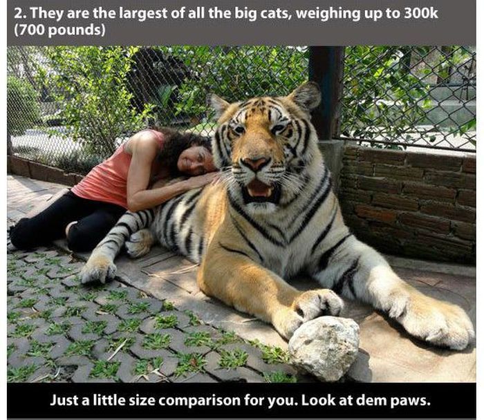 Facts about Tigers (24 pics)