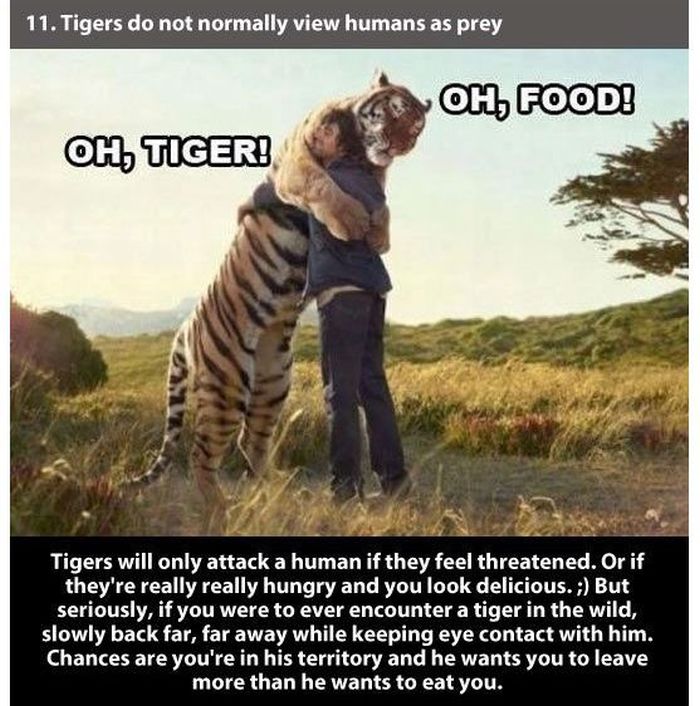 Facts about Tigers (24 pics)