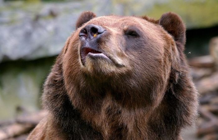 Bear and a Bee (4 pics)