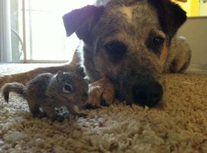 Dogs Adopt a Squirrel (16 pics)