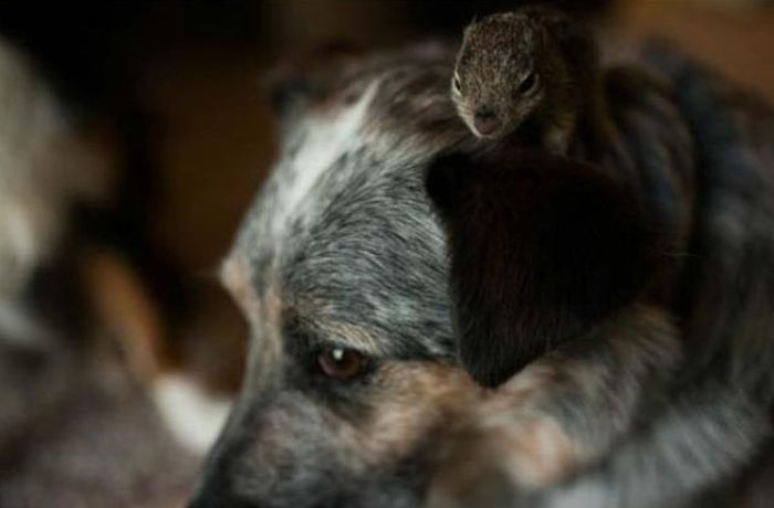 Dogs Adopt a Squirrel (16 pics)
