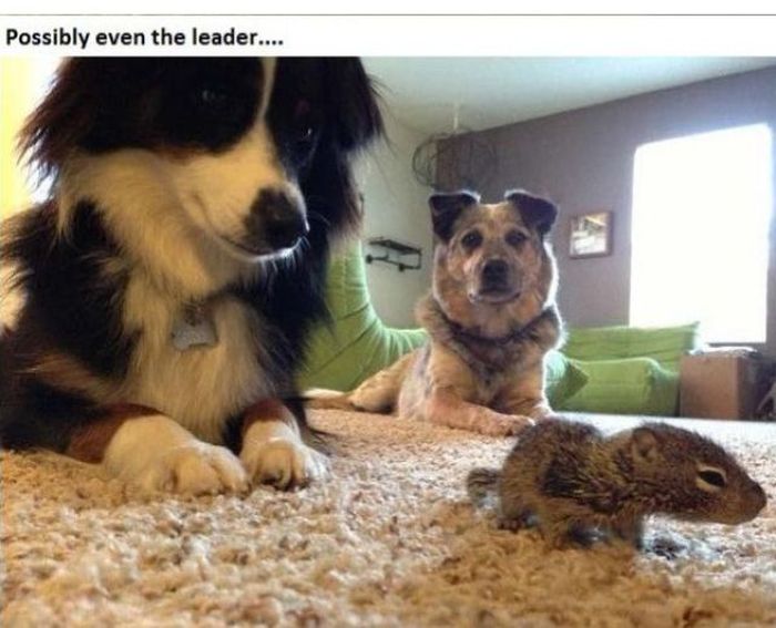 Dogs Adopt a Squirrel (16 pics)