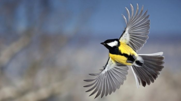 Beautiful Bird Pictures (45 pics)