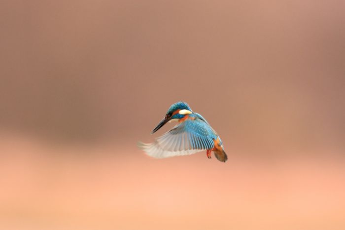 Beautiful Bird Pictures (45 pics)