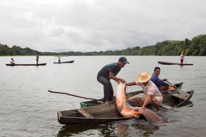 Fishing in Brazil (18 pics)