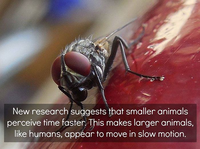 Unbelievable Scientific Facts (30 pics)