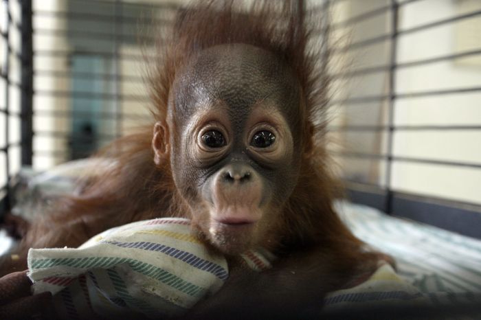 The Best Baby Animal Photos of 2013 (40 pics)